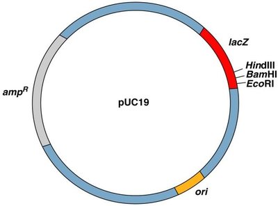 Plasmid map for blue-white screening