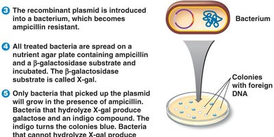 Selection of recombinant colonies on X-gal plates