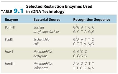 Table of selected restriction enzymes used in rDNA technology