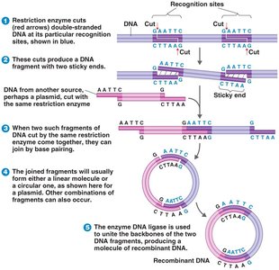 Mechanism of restriction enzyme action and recombinant DNA formation