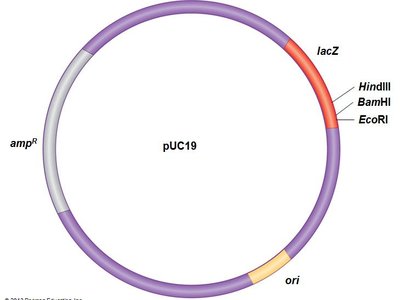 Map of a typical cloning plasmid (pUC19)