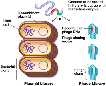 Plasmid and phage gene libraries