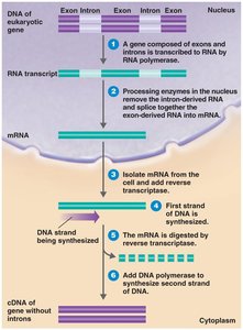 Synthesis of cDNA from eukaryotic mRNA