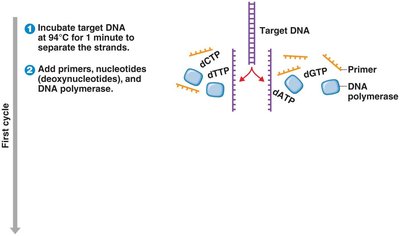PCR cycle: denaturation and primer annealing