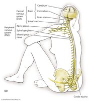 Diagram of the human nervous system showing CNS and PNS