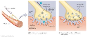 Action of botulinum toxin at neuromuscular junction