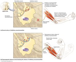 Action of tetanus toxin on antagonistic muscles