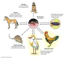 Transmission cycle of arboviral encephalitis