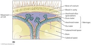 Cross-section of meninges and subarachnoid space