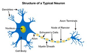 Structure of a typical neuron