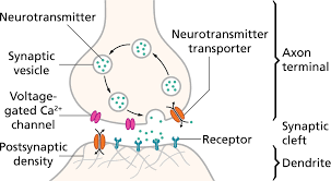 Diagram of a synapse showing neurotransmitter release