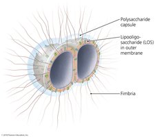 Structure of Neisseria meningitidis showing capsule and fimbriae