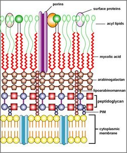 Structure of acid-fast bacterial cell wall