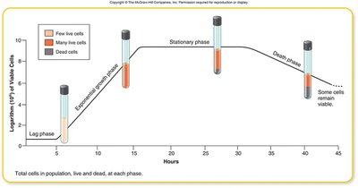 Bacterial growth curve with phases