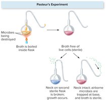 Pasteur's experiment disproving spontaneous generation