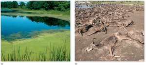 Photosynthetic microorganisms and decomposition