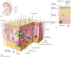 Detailed diagram of skin structure