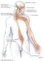 Sites of herpesvirus infection events