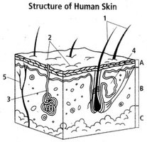 Structure of human skin