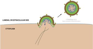Viral budding from host cell