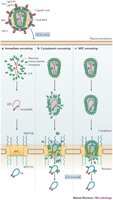 Viral uncoating mechanisms