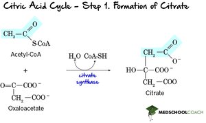 Step 1: Formation of Citrate