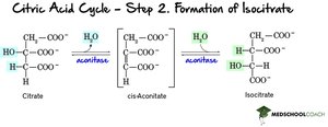 Step 2: Formation of Isocitrate