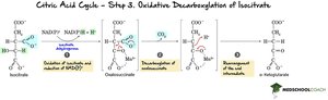Step 3: Oxidative Decarboxylation of Isocitrate