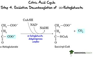 Step 4: Oxidative Decarboxylation of α-Ketoglutarate