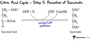 Step 5: Formation of Succinate