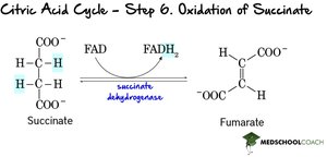 Step 6: Oxidation of Succinate