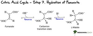 Step 7: Hydration of Fumarate
