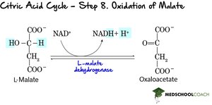 Step 8: Oxidation of Malate