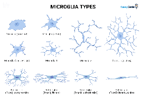 Microglia types
