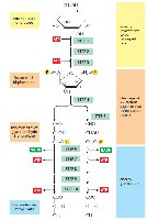 Diagram of glycolysis pathway