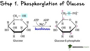 Step 1: Phosphorylation of Glucose