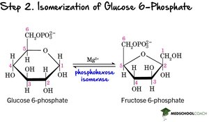 Step 2: Isomerization of Glucose-6-Phosphate