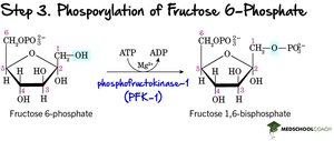 Step 3: Phosphorylation of Fructose-6-Phosphate