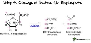Step 4: Cleavage of Fructose-1,6-Bisphosphate