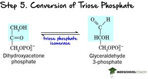 Step 5: Conversion of Triose Phosphate