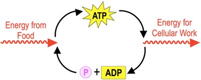 ATP cycle: energy from food and for cellular work