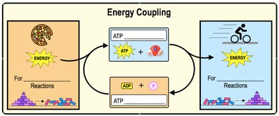 Energy coupling via ATP