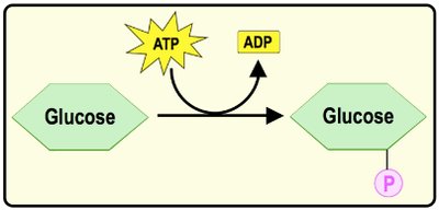 Phosphorylation of glucose