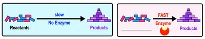 Enzyme functions: protein synthesis, DNA replication, digestion