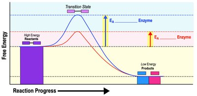 Enzymes lower activation energy