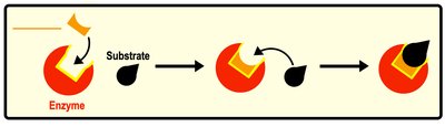 Enzyme-substrate complex formation