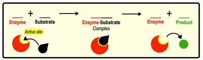 Cofactors in enzyme activity