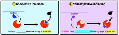 Competitive and noncompetitive inhibition