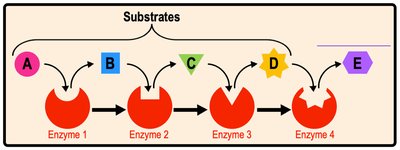 Metabolic pathways: multiple steps