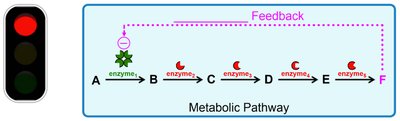 Negative feedback in metabolic pathway